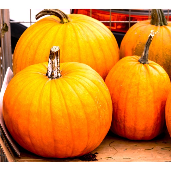 Seeds Pumpkin Big Max 20+ Seeds to Grow Massive Size
