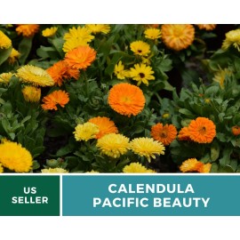 Flowers Calendula, Pacific Beauty - Heirloom Medicinal Plant Seeds