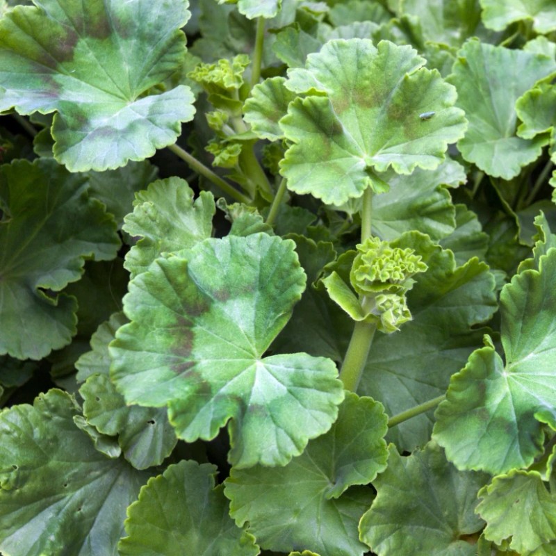 Fresh 100+ Geranium Seeds - Springtime - Fragrant - Fresh