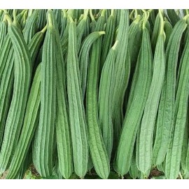 Inherited Seeds Ridged gourds/Angled Luffa 15+ HEIRLOOM Seeds NON-GMO 100% Organic Free Shipping