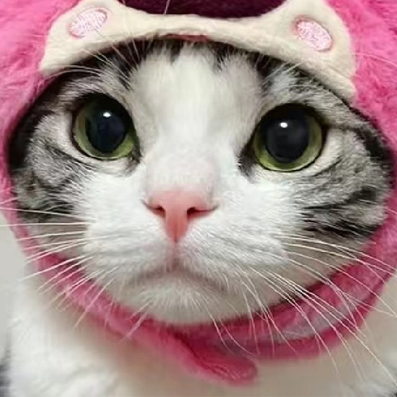 Cat Hat Cute Design Adjustable Soft Comfortable Polyester Portable Pet