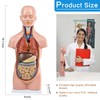 HADWYN 12 Parts Human Torso Model,20" Removable Human Torso Showing