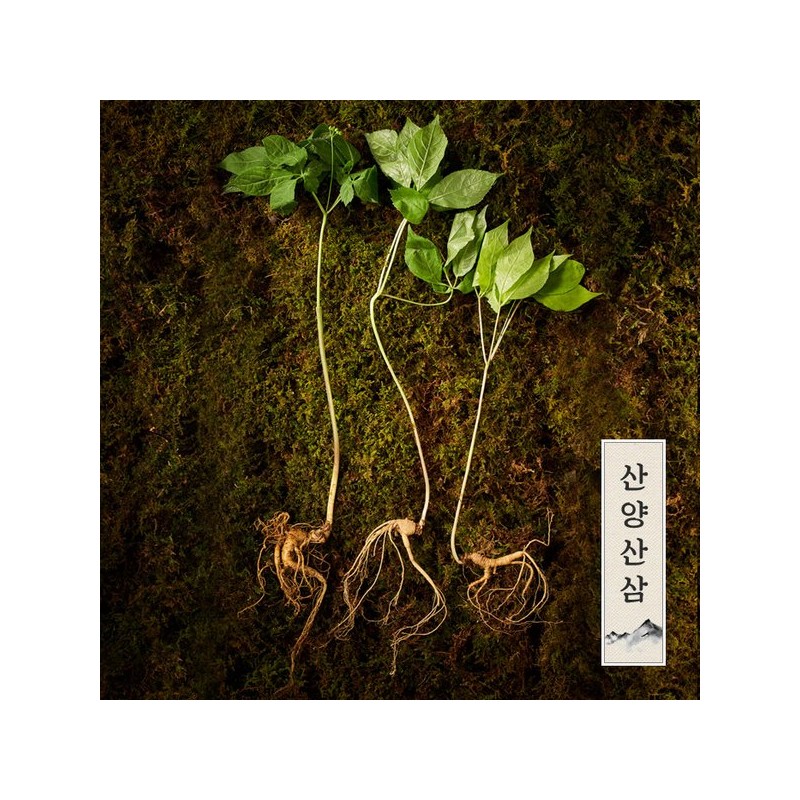 Myeongga Ilpum [명가천삼]강원도 산양삼 선물세트 (3뿌리)x2세트 [Myungga Cheonsam] Gangwon-do Mountain