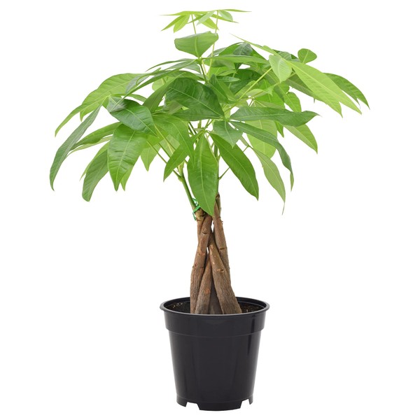 Money Tree Live Indoor Plant in 4 in. Plastic Grower Pot ***Cannot Ship to Hawaii***