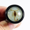 REALBUG Golden Scorpion Black Ring Size 6