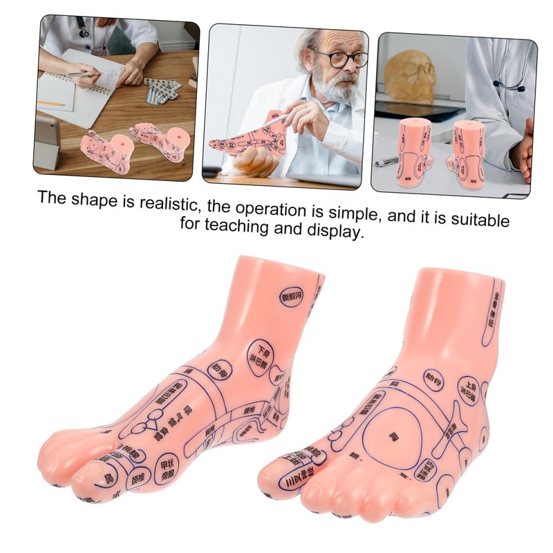 SAFIGLE Foot Massage Model for Acupoint Teaching Realistic Display Lifelike