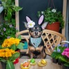Unique Style Paws Dog Easter Bandanas 2Pcs Washable Cotton Triangle