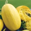 Park Seed Organic Vegetable Spaghetti Squash Seeds, Pack of 20