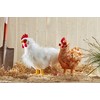 Living Nature Soft Toy - Large Cockerel Chicken (35cm)