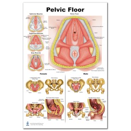 Pelvic Floor Chart for physical therapists PT, Ocupational therapists OT Female Pelvis with Pelvic Floor Muscles Perineal Chart
