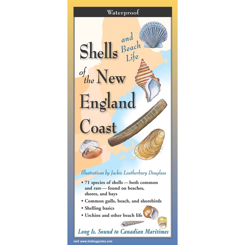 The Ultimate Guide to Shells of The New England Coast