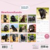 Carousel Calendars, Newfoundlands 2026 Wall Calendar, 12'' X 12'', 16-Month