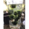 Large: 6 Floating Java Moss Balls Live Aquarium Plant Decoration.