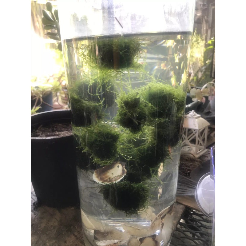Large: 6 Floating Java Moss Balls Live Aquarium Plant Decoration.