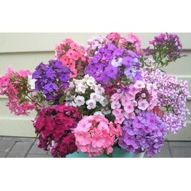 Phlox Drummondii Mix Seeds – Annual Flower (Phlox drummondii) | Heirloom, Non-GMO, Colorful Garden Bedding Flower