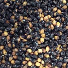 Palm Beach Medicinal Herbs - Texas Black Broom Corn (Sorghum Bicolor) - Packet of 30 Seeds