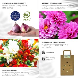 GreenBrokers Mega Pack Begonias | Mixed Summer Flowering Bulbs | Bee & Butterfly Friendly | Eco Packaging | Premium Holland Selection Quality