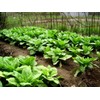 CEMEHA SEEDS - Seeds Asparagus Lettuce Uysun for Salad Non