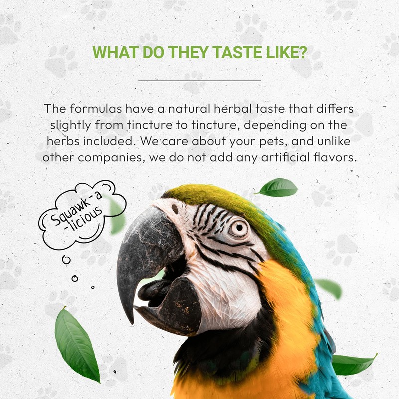 Birds Immunity | Natural Herbal Dietary Pet Supplement for Birds