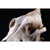 VOANZO Resin Wolf Skull Model Replica, Dinosaur Tooth Skull Fossil,