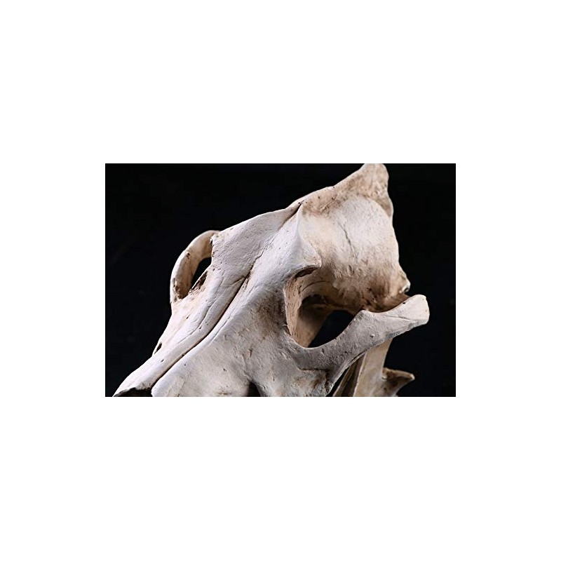 VOANZO Resin Wolf Skull Model Replica, Dinosaur Tooth Skull Fossil,