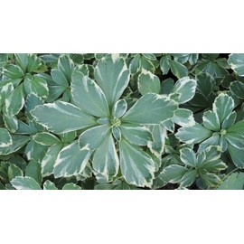 Pachysandra terminalis 'Silver Edge' - 100 Bare Root Plants