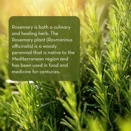 Pure Body Naturals - 100% Pure Rosemary Essential Oil, Steam-Distilled for Aromatherapy, Scalp Massage & DIY Blends, 1 Fl Oz