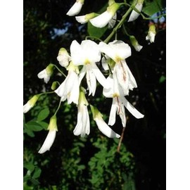 10 Seeds Yellow Ash Tree Yellowwood White Flowers Cladrastis Lutea Kentukea edlcy (Seeds)