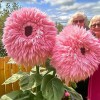 ZEshops 50pcs Pink Giant Teddy Bear Sunflower Seeds Fluffy Double