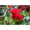 CZ Grain 10 Drunken Parrot Tree Seeds for Planting -