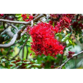 CZ Grain 10 Drunken Parrot Tree Seeds for Planting - Schotia brachypetala