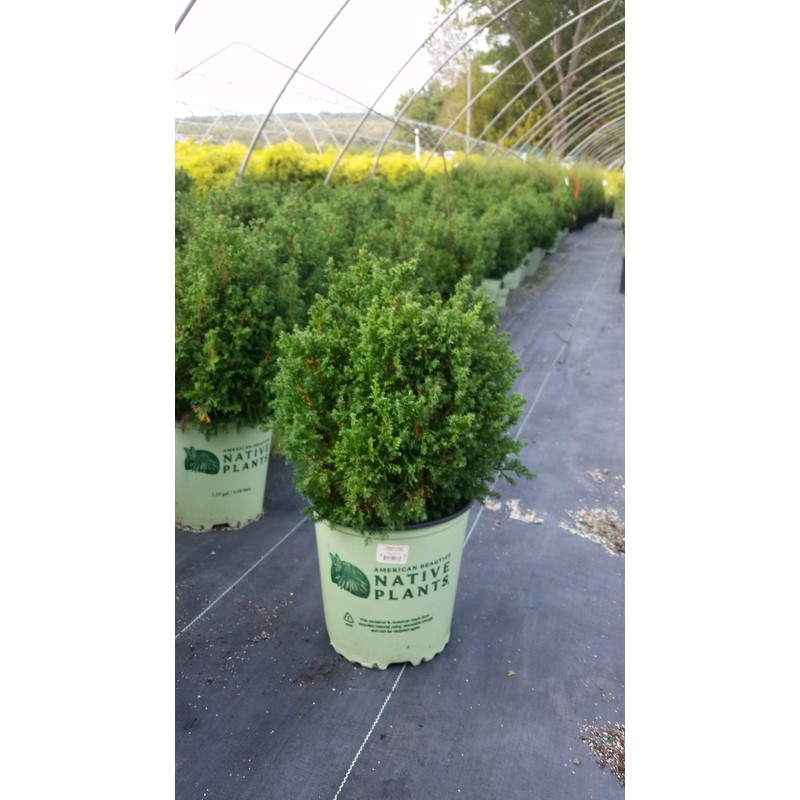 American Beauties Native Plants - Chamaecyparis thyoides 'Top Point' (Dwarf