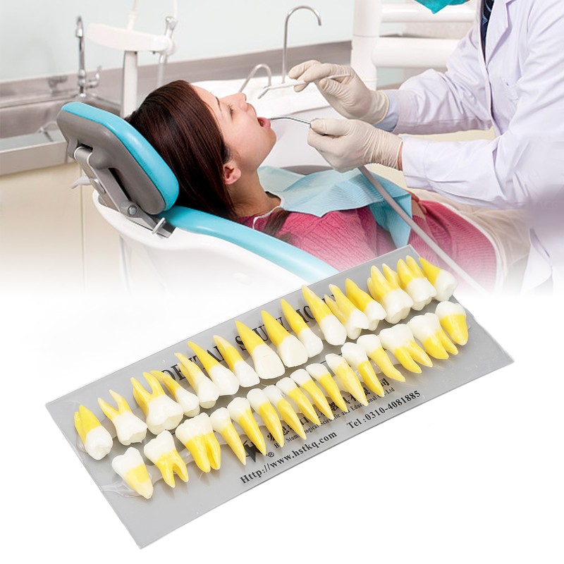 1:1 Scale Permanent Tooth Model 32pcs Dual Colors Permanent Resin