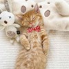Campsis 2PCS Cat Collars with Bowtie Breakaway Cat Collar with
