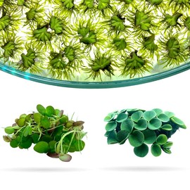 Aquarigram Rare Floating Plant Combo (Velvet Water Spangles, Riccia Water Spangles, Giant Duckweed)