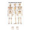 Sport-Tec The Human Skeleton Mini Poster Anatomy 34 x 24