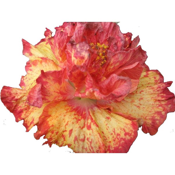 Golden RAIN Fancy Exotic Tropical Hibiscus Live Plant Produces Large