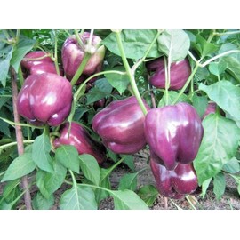 Little Seed Store 101+PURPLE Beauty Sweet BELL PEPPER Seed Organic Vegetable Garden Container Easy