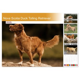 Nova Scotia Duck Tolling Retriever (Monthly Wall Calendar 2025 11.7" x 16.5" (open)), CALVENDO 14 Month Calendar