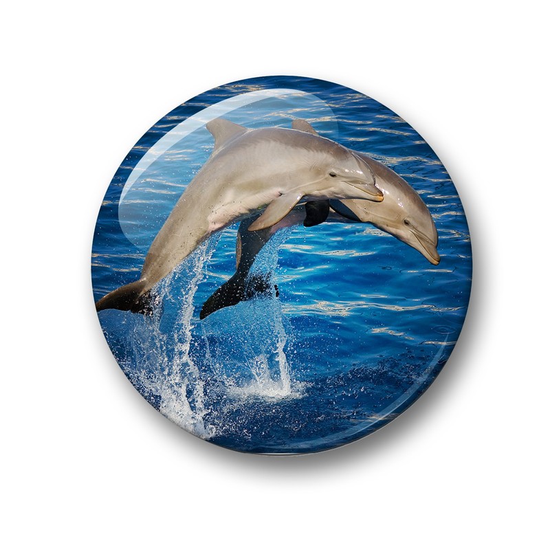 Merchandise for Fans 01 Fridge Magnets with Dolphin Sea Creatures