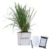 Fakahatchee Grass - 3 Gallon - Includes Planting Kit