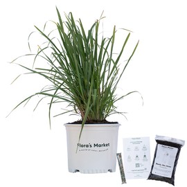 Fakahatchee Grass - 3 Gallon - Includes Planting Kit