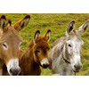 Donkey Blank Greeting Card - Landscape
