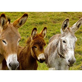 Donkey Blank Greeting Card - Landscape