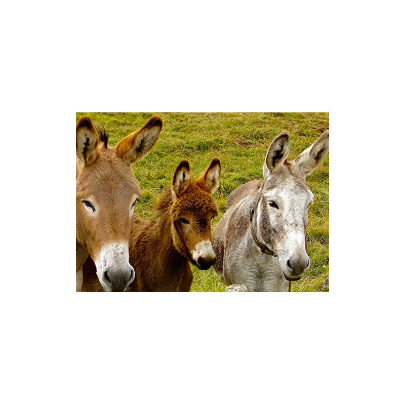 Donkey Blank Greeting Card - Landscape