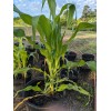 Pee Dee Organics Crop Geeks (Pot Ash) Bloom Setter Bloom