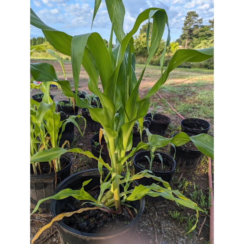 Pee Dee Organics Crop Geeks (Pot Ash) Bloom Setter Bloom