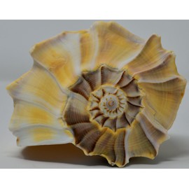 Atlantic Whelk Sea Shell | Florida Left Whelk | Large Shell for Display & Home Decor (2 Pack 6"-7")