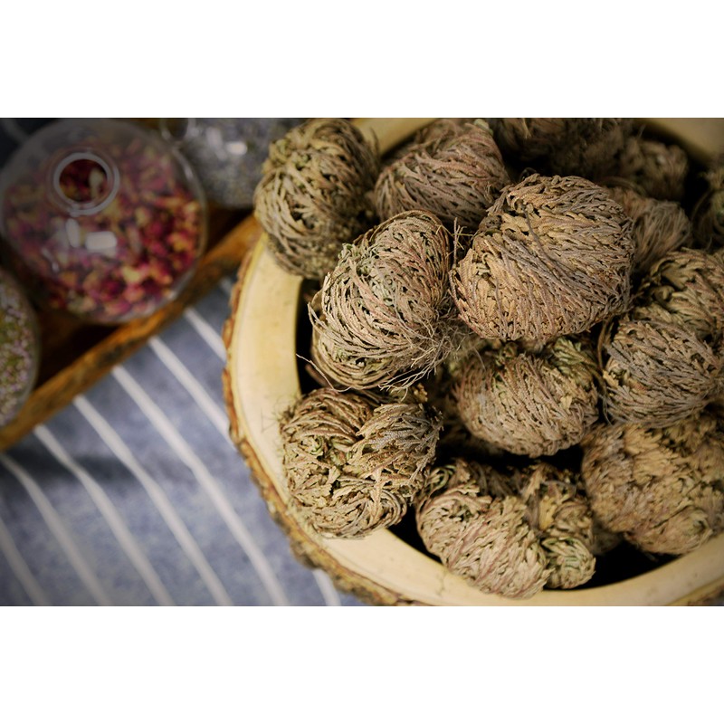 Saint Terra - Rose of Jericho Flower The Resurrection Plant,