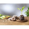 FLORTUS Coconut Source Pots Made of Potting Soil with Nutrients